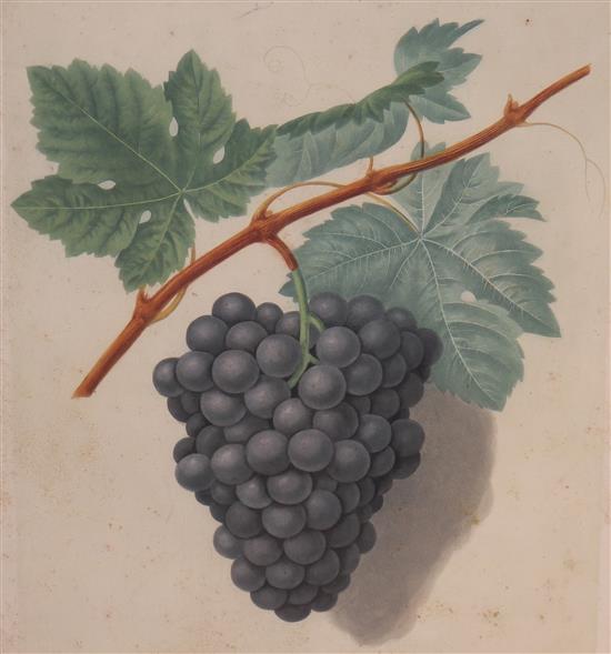 H.Brookshaw three aquatints of grapes 50 x 42cm.